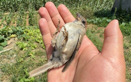 麻雀突然死掉