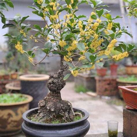 家裡種桂花