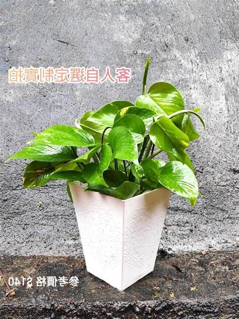 泥種植物風水