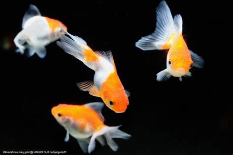 金魚的顏色