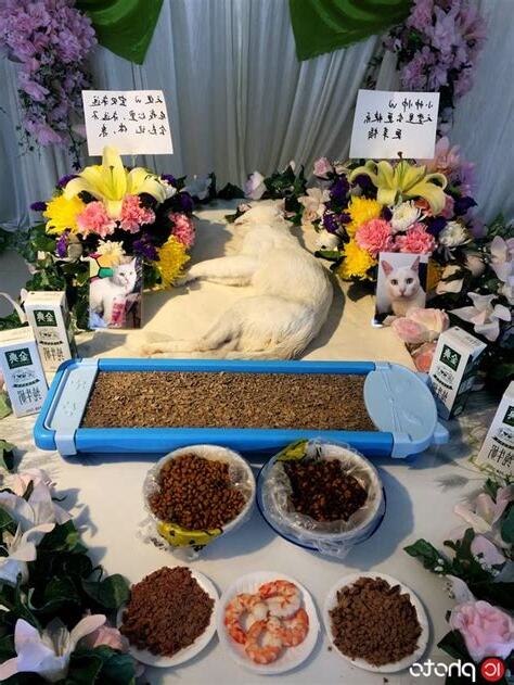 動物殯儀館