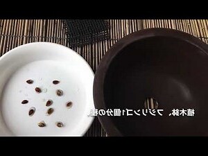 夢見種盆栽