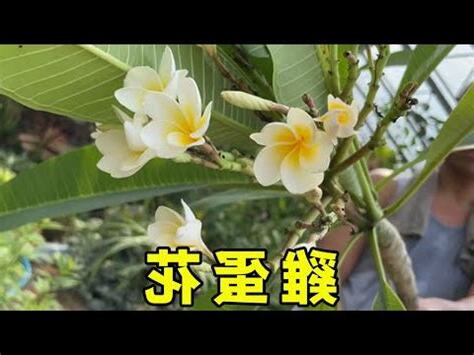 雞蛋花風水
