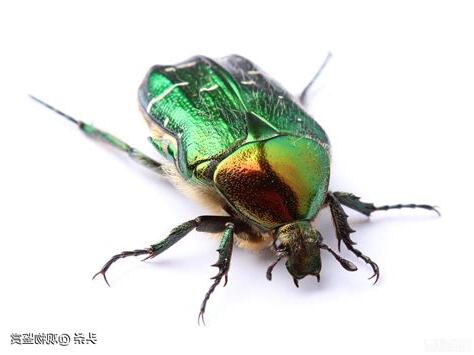 看到金龜子代表什麼