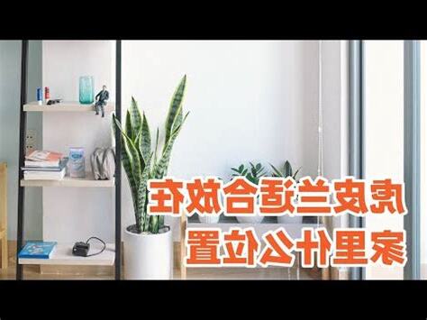虎爺可以放房間嗎