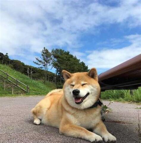 適合在家養的小寵物