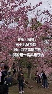 富士櫻盆栽