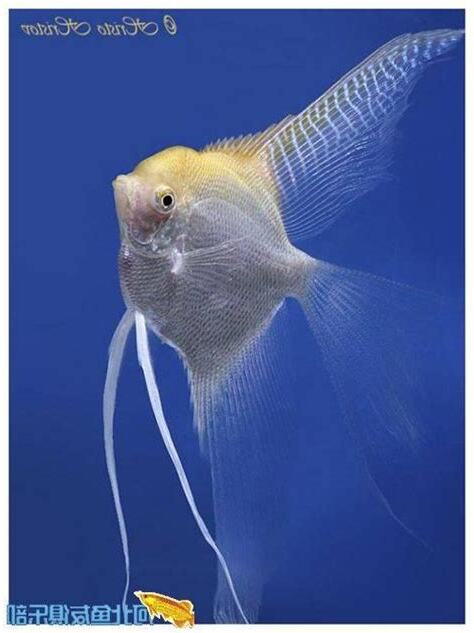 神仙魚種類
