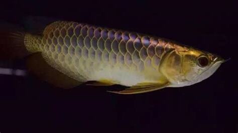 龍魚飼養