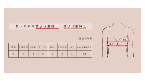 胸圍數字意思