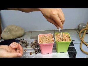玉蘭花種子種植