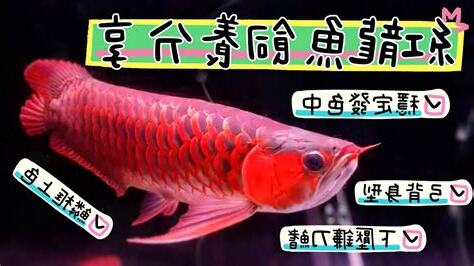 紅龍魚飼養