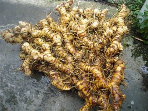 南薑功效