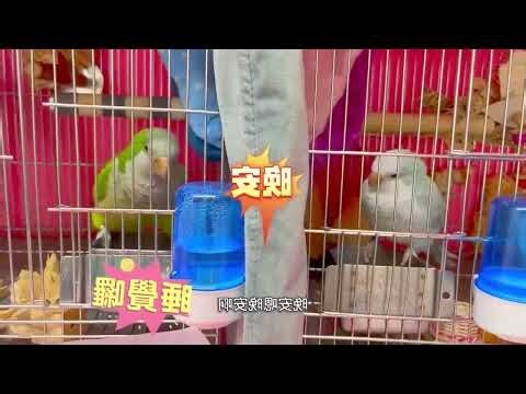 鸚鵡飛來家裡