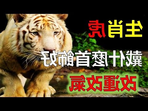 屬虎為什麼不能戴黃金