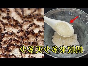 后里螞蟻覓什