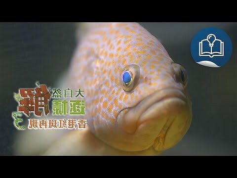 紅斑魚