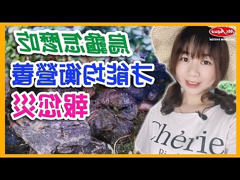 烏龜喜歡吃什麼