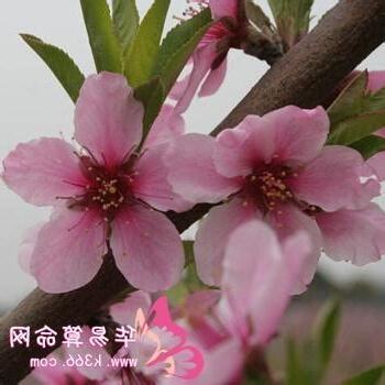 咸池桃花意思