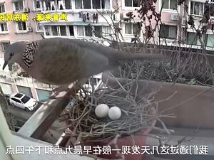 小鸟来家里筑巢生蛋