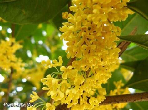 桂花樹品種