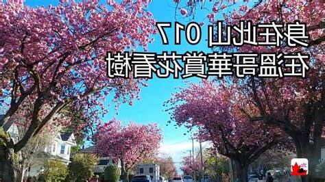 看樹