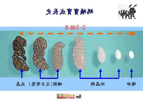 螞蟻的一生