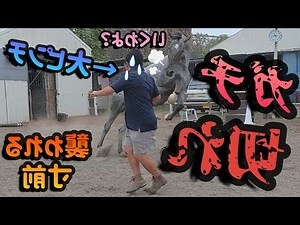 盯驚心動魄馬肉庫