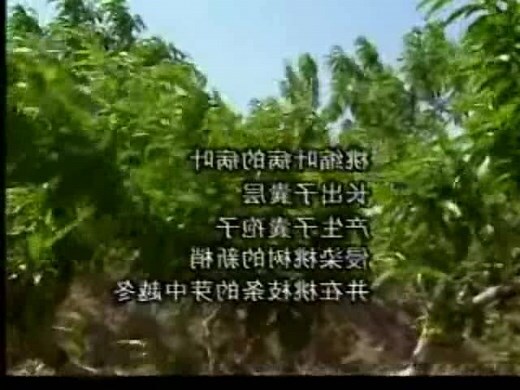 种桃树