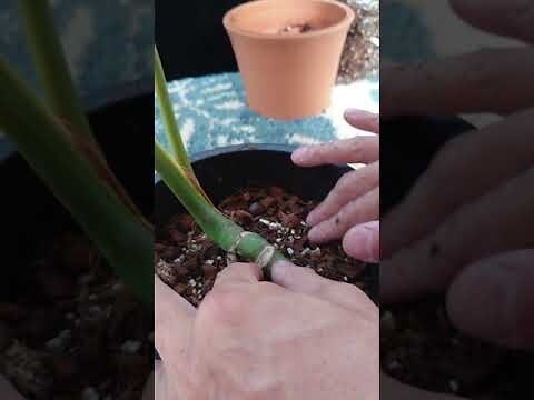 龜背芋爛根