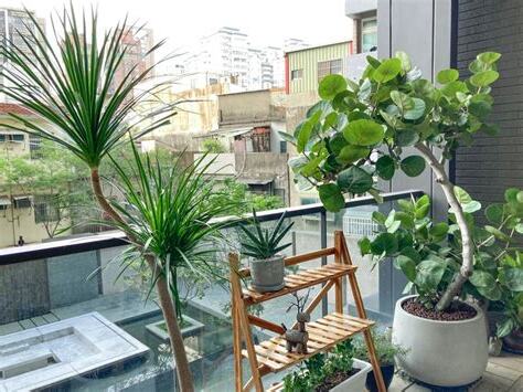 大樓陽台盆栽