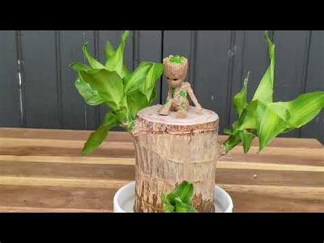 巴西鐵樹壽命