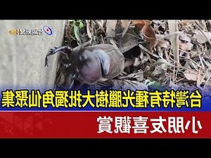 光臘樹花期