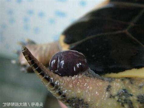 烏龜發情
