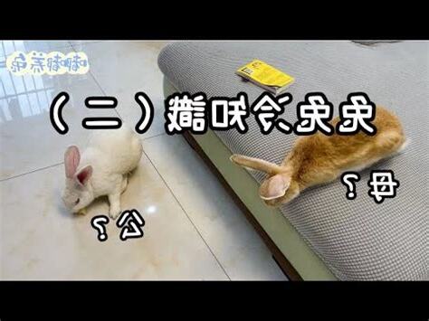 兔子公母個性