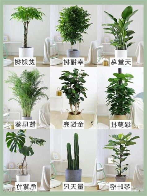 家里放什么植物好