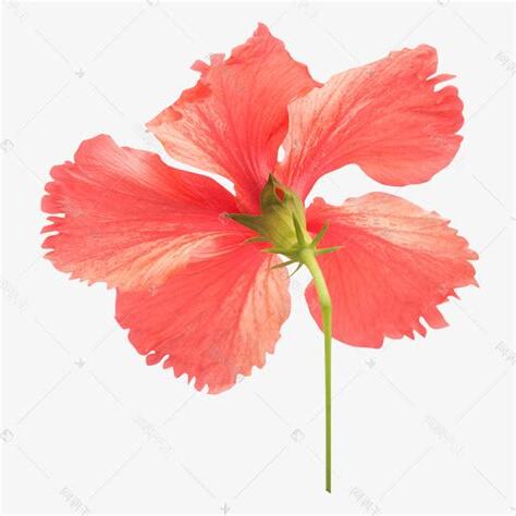五片花瓣