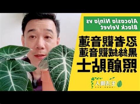 忍者觀音蓮風水
