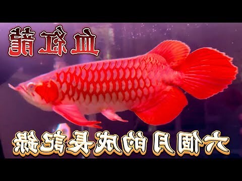 龍魚種類