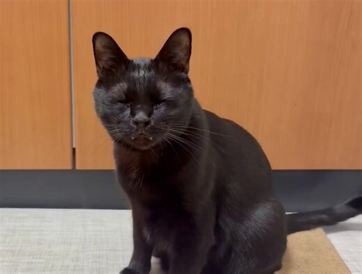 遇到黑貓代表什麼