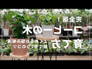 桑柘木