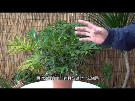 竹柏代表什麼