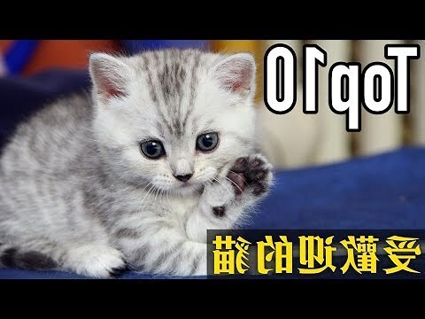 貓咪喜歡的東西