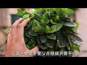 圓葉梔子花
