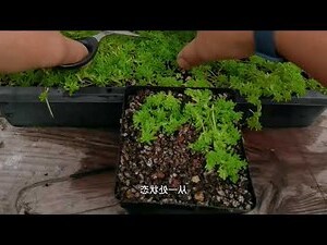 黃金萬年草水耕