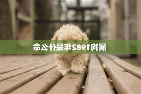 1982狗