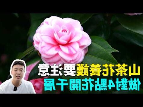 茶花風水