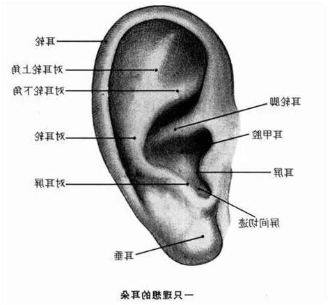耳骨有痣