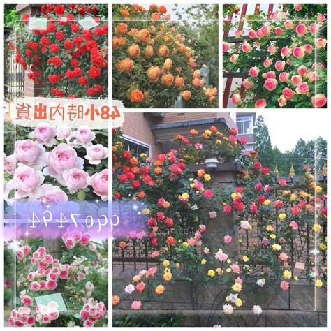 爬藤玫瑰種植