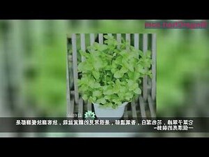 臥室適合放什麼植物